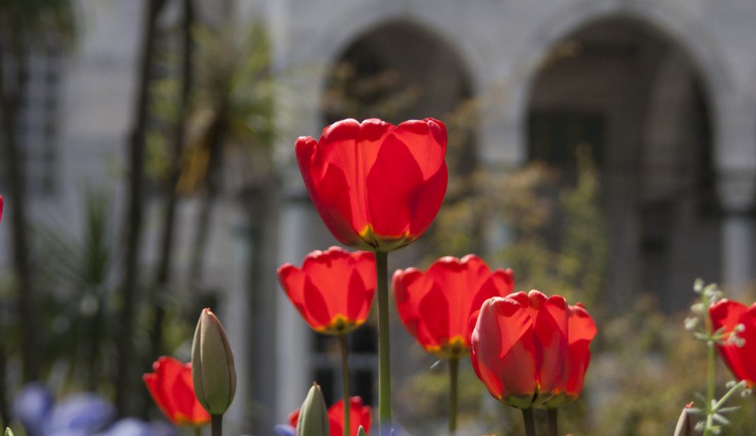 tradiciones-tulipan-palacio-topkapi